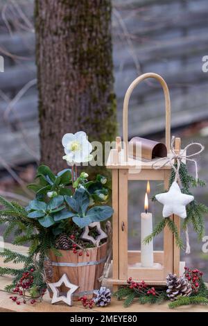 weihnachtsvereinbarung mit helleborus niger in Topf und Holzlaterne Stockfoto