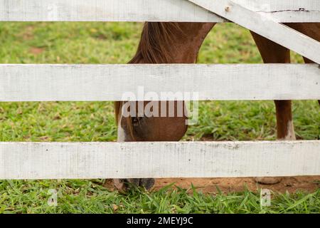 Goiania, Goiás, Brasilien – 23. Januar 2023: Ein Pferd, das an klaren Tagen Gras hinter einem weißen Lattenzaun auf einer Ranchweide isst. Stockfoto