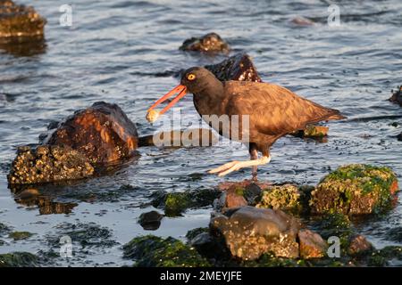 Black Oystercatcher am Crown Beach in Alameda, Kalifornien. Stockfoto