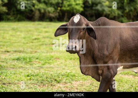 Goiania, Goiás, Brasilien – 23. Januar 2023: Eine braune Kuh inmitten einer kleinen Weide. Stockfoto