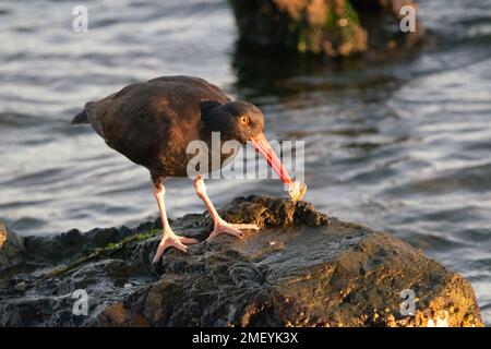 Black Oystercatcher am Crown Beach in Alameda, Kalifornien. Stockfoto