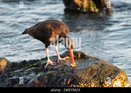 Black Oystercatcher am Crown Beach in Alameda, Kalifornien. Stockfoto