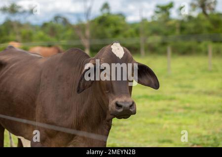 Goiania, Goiás, Brasilien – 23. Januar 2023: Eine braune Kuh inmitten einer kleinen Weide. Stockfoto