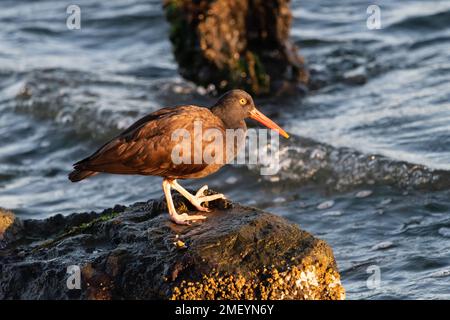 Black Oystercatcher am Crown Beach in Alameda, Kalifornien. Stockfoto