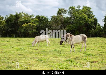 Goiania, Goiás, Brasilien – 23. Januar 2023: Einige Kühe, die sich an einem wolkigen, fruchtigen Tag auf der frischen grünen Weide ernähren. Stockfoto