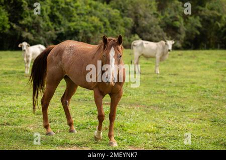 Goiania, Goiás, Brasilien – 23. Januar 2023: Ein braunes Pferd mit einigen weißen Kühen im Hintergrund verschwommen. Stockfoto