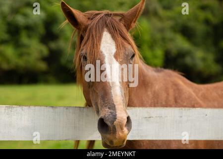 Goiania, Goiás, Brasilien – 23. Januar 2023: Ein Pferd mit dem Kopf auf einem weiß bemalten Holzzaun. Stockfoto