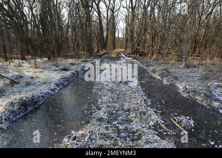 Gefrorene Pfützen auf der Strasse im Wald Stockfoto