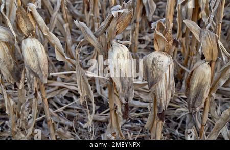 Maiskolben „Zea mays“ auf Stängeln, Ernteausfall, Regenmangel, Kansas. Stockfoto