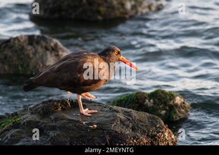 Black Oystercatcher am Crown Beach in Alameda, Kalifornien. Stockfoto