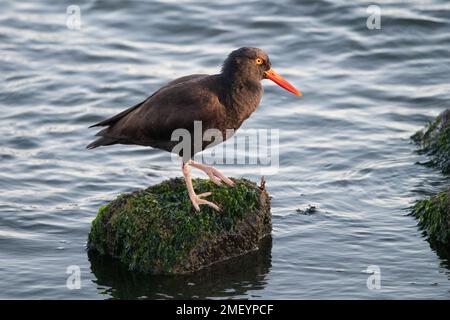 Black Oystercatcher am Crown Beach in Alameda, Kalifornien. Stockfoto