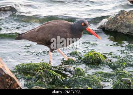 Black Oystercatcher am Crown Beach in Alameda, Kalifornien. Stockfoto