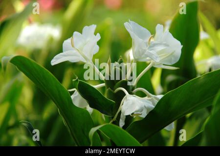 Weiße Girlande-Lilie (Hedychium coronarium) in Blüte Stockfoto