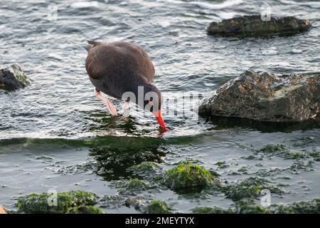 Black Oystercatcher am Crown Beach in Alameda, Kalifornien. Stockfoto