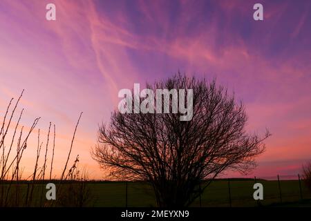 Sonnenuntergang oder Sonnenaufgang in der Natur. Dramatischer Himmel mit Baumsilhouette im Winter oder Herbst. Stockfoto