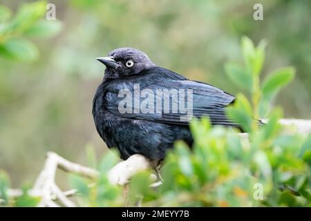 Ein männlicher Brewer's Blackbird am Stow Lake in San Francisco, Kalifornien. Stockfoto