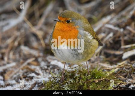 Europäischer Robin ( Erithacus rubecula) an einem frostigen Morgen in Perth, Schottland. Stockfoto