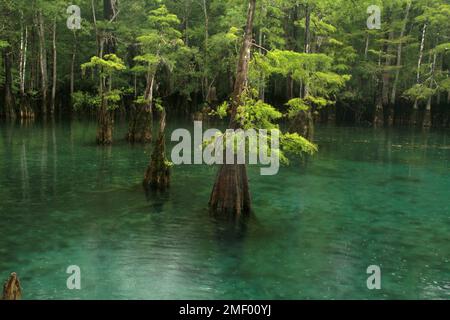 Zypressen wachsen im klaren Wasser im Morrison Springs County Park, FL, USA Stockfoto