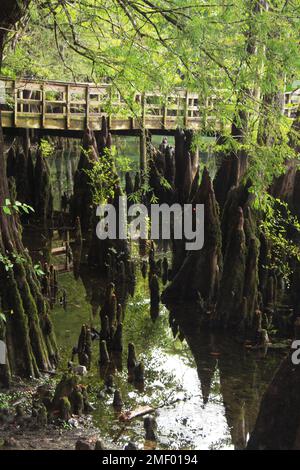 Zypressen mit Knien im Morrison Springs County Park, FL, USA Stockfoto