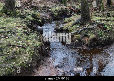 Kleiner, schmaler Bach, der sich durch einen Waldbach schlängelt Stockfoto
