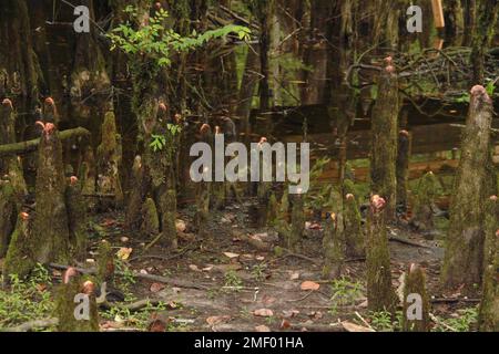 Zypressen mit Knien im Morrison Springs County Park, FL, USA Stockfoto