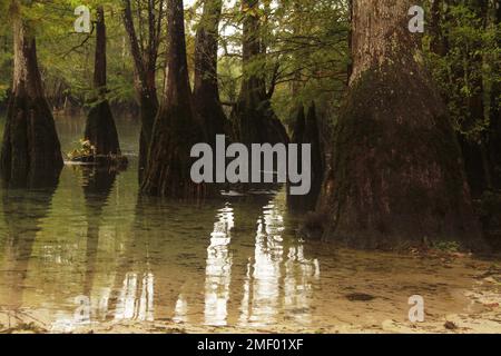 Zypressen im Morrison Springs County Park, FL, USA Stockfoto