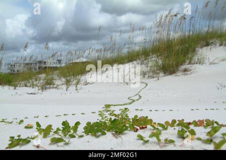 Camp Helen State Park, FL, USA. Am Strand wachsende Pflanze Ipomoea pes-caprae (Ziegenfuß). Stockfoto