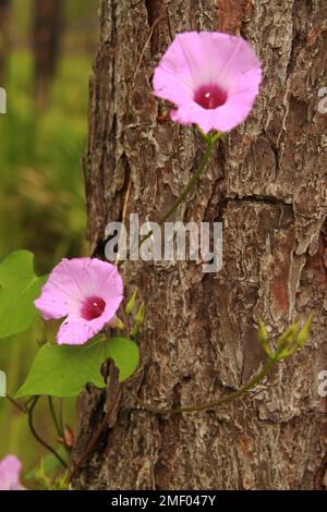 Bay County, Florida, USA. Ipomoea tiliacea blüht in freier Wildbahn, klettert auf einen Baumstamm. Stockfoto