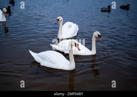 Eine Gruppe von Schwanen auf dem See füttert sich tagsüber Stockfoto