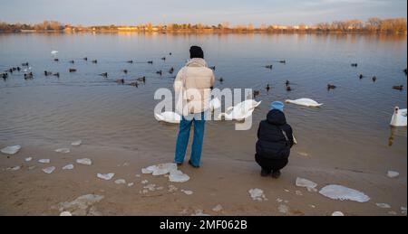 Ein Mann steht in der Nähe eines Sees und füttert Schwäne und Enten. Stockfoto