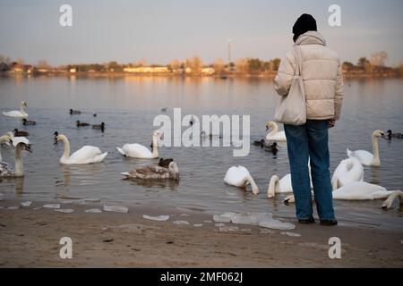 Ein Mann steht in der Nähe eines Sees und füttert Schwäne und Enten. Stockfoto