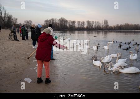 Ein Mann steht in der Nähe eines Sees und füttert Schwäne und Enten. Stockfoto