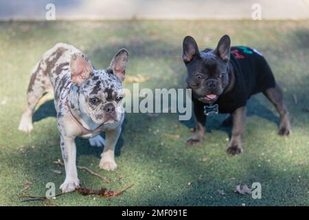 Blue-Merle und Blue French Bulldogs, die sich unterhalten. Abseits der Leine gelegener Hundepark in Nordkalifornien. Stockfoto