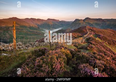 Farbenfrohe Heidekraut-Blüten auf den Bergen bei Sonnenaufgang mit Berggipfeln im Hintergrund, Lake District, Großbritannien. Stockfoto