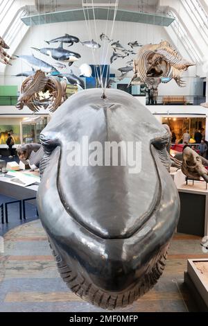Lebensgroßes Blauwal-Modell im National History Museum in London, England Stockfoto