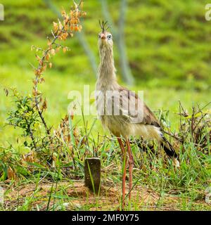 Der Rotbein-Seriema (Cariama cristata) ist ein überwiegend räuberischer Landvogel der Familie Seriema (Cariamidae). Stockfoto
