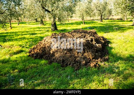 Gülle auf dem Feld, Gülle, die zur Verwendung in der Landwirtschaft auf das Feld gebracht wird. Hochwertiges Foto Stockfoto