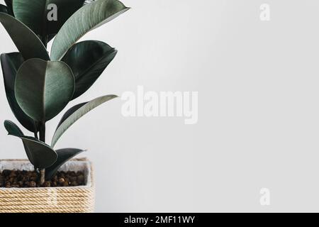 Ficus elastica robusta in einem Strohtopf auf weißem Hintergrund Stockfoto