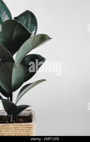 Ficus elastica robusta in einem Strohtopf auf weißem Hintergrund Stockfoto
