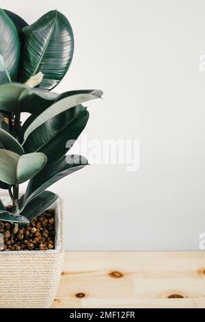 Ficus elastica robusta in einem Strohtopf auf weißem Hintergrund Stockfoto