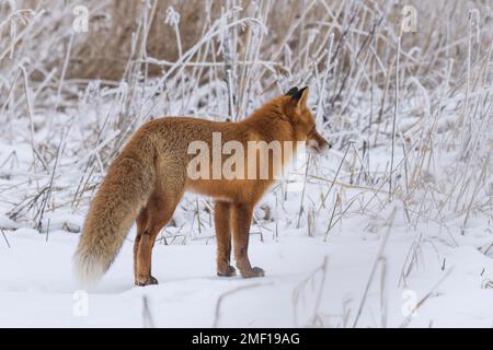 Roter Fuchs, der in Helsinki, Finnland, unterwegs ist Stockfoto