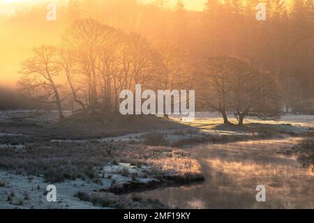Goldenes Licht an einem wunderschönen, frischen Wintermorgen mit Nebel, der aus dem Fluss in der Nähe von Elterwater im Lake District, Großbritannien, aufgeht. Stockfoto