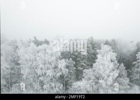 Frostige Bäume in einer grauen Winterlandschaft Stockfoto