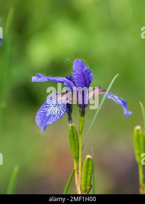 Schöne blaue Blüten der sibirischen Iris im Frühlingsgarten. Iris sibirica blüht auf der Wiese. Die Koloful Sibirische Iris eine mehrjährige Pflanze mit purpl Stockfoto