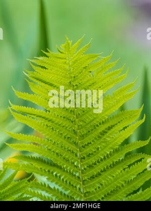 Stachelfarn-Nahaufnahme der Pflanze. Makro-Nahaufnahme neuer lockiger junger grüner Blätter von Weichfarn Polystichum aculeatum Evergreen species Backgr Stockfoto