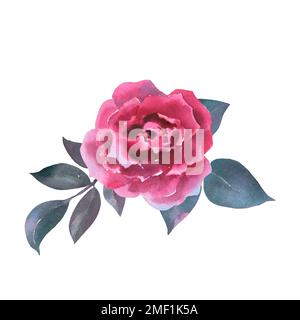 Wunderschöne Viva Mangenta Rosen im Vintage-Stil. Aquarell auf strukturiertem Papier. Handgezogenes rosafarbenes Fläschchen-Clipart-Element isoliert auf weißem Hintergrund. Für V Stockfoto