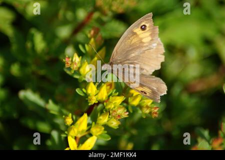 Schmetterling großes Ochsenauge auf einer Blume Stockfoto