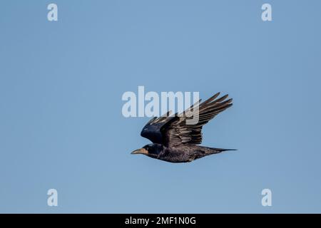 Turm, (Corvus frugilegus), Erwachsener im Flug, WWT Slimbridge, Gloucestershire, Januar. Stockfoto