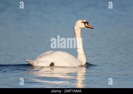 Mute Swan, (Cygnus olor), Erwachsener schwimmt auf dem See, WWT Slimbridge Gloucestershire, England, Januar. Stockfoto