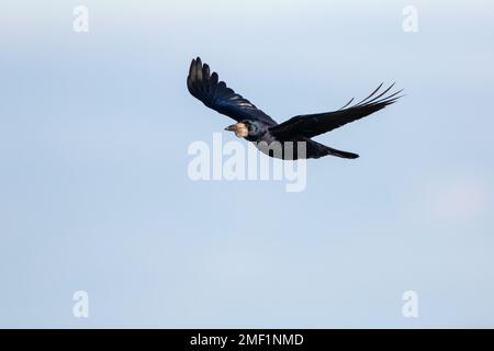 Turm, (Corvus frugilegus), Erwachsener im Flug, WWT Slimbridge, Gloucestershire, Januar. Stockfoto